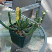 Newly acquired Euphorbia inermis