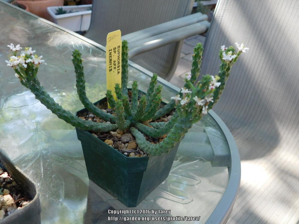 Photo of Euphorbia (Euphorbia inermis) uploaded by tarev