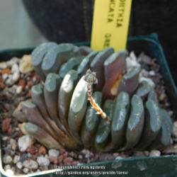 Location: At our garden - San Joaquin County, CA
Date: 2016-06-18
Newly acquired Haworthia truncata in bloom