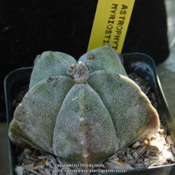 Location: At our garden - San Joaquin County, CA
Date: 2016-06-18
Newly acquired Astrophytum myriostigma with a bud