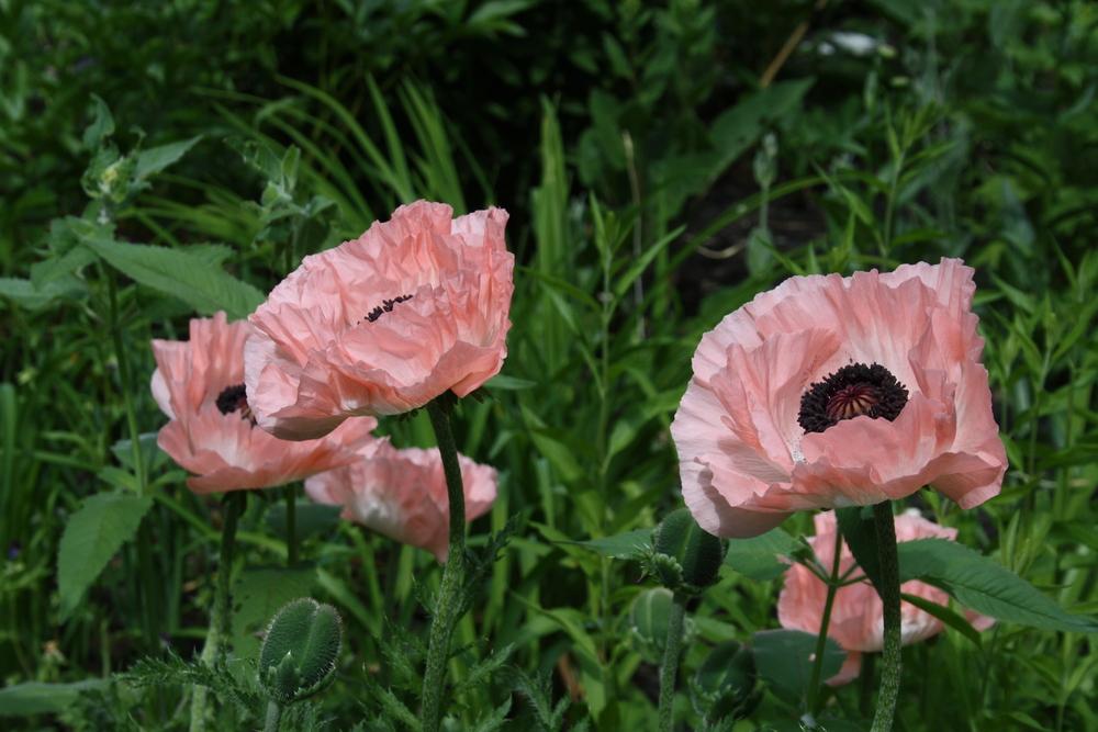 Photo of Oriental Poppy (Papaver orientale 'Maiden's Blush') uploaded by touchofsky