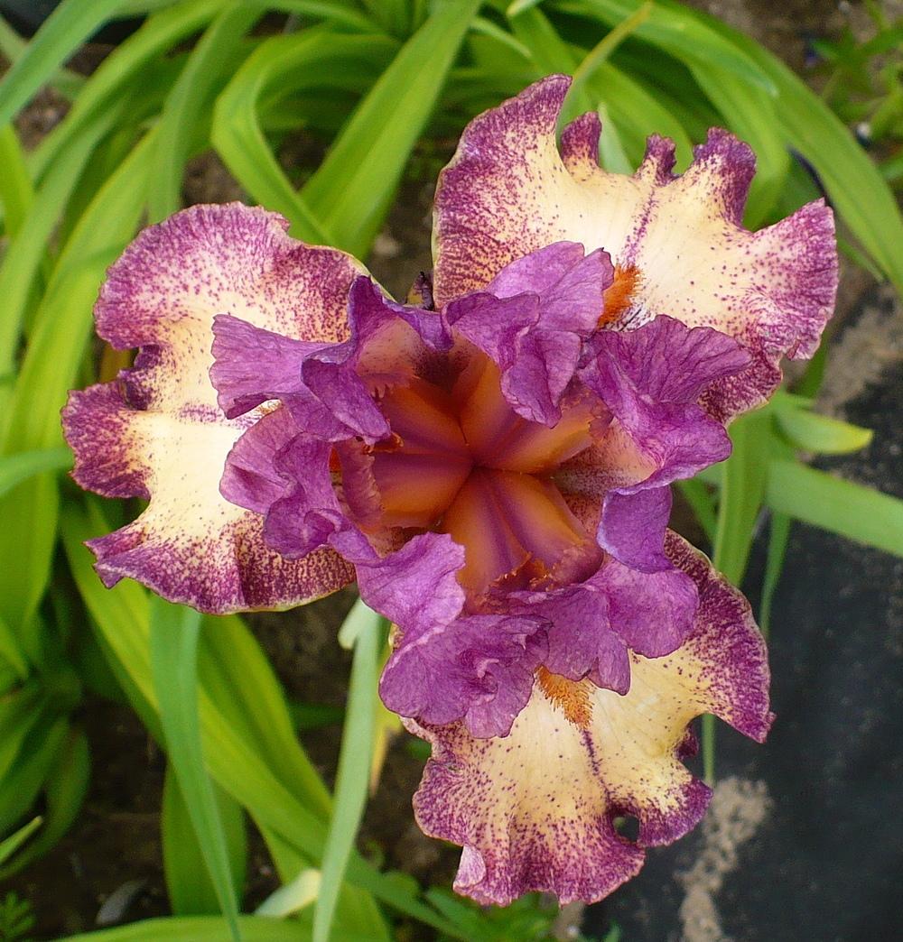 Photo of Tall Bearded Iris (Iris 'Rock Star') uploaded by HemNorth