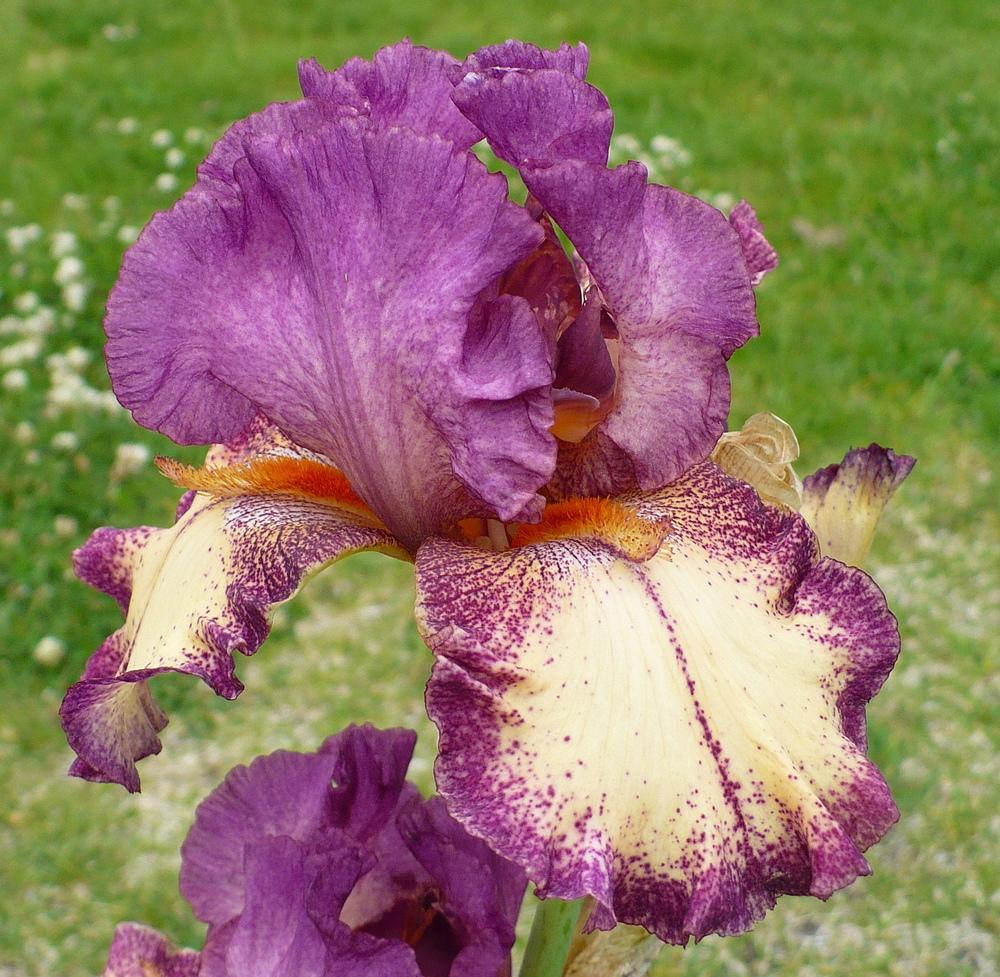 Photo of Tall Bearded Iris (Iris 'Rock Star') uploaded by HemNorth