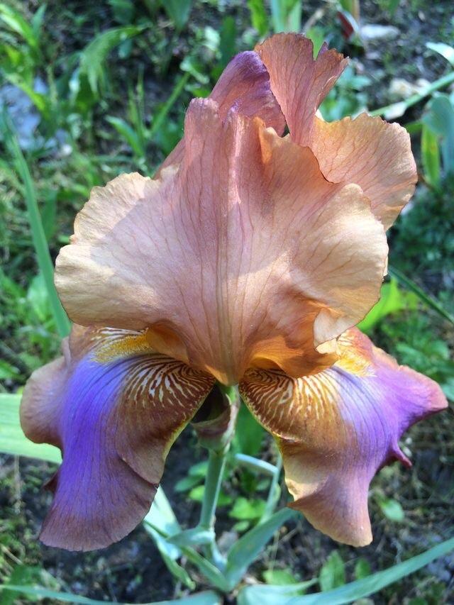 Photo of Tall Bearded Iris (Iris 'Bronze Brocade') uploaded by Lbsmitty