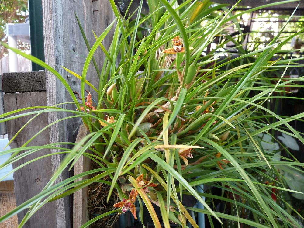 Photo of Coconut Orchid (Maxillaria tenuifolia) uploaded by Ted5310