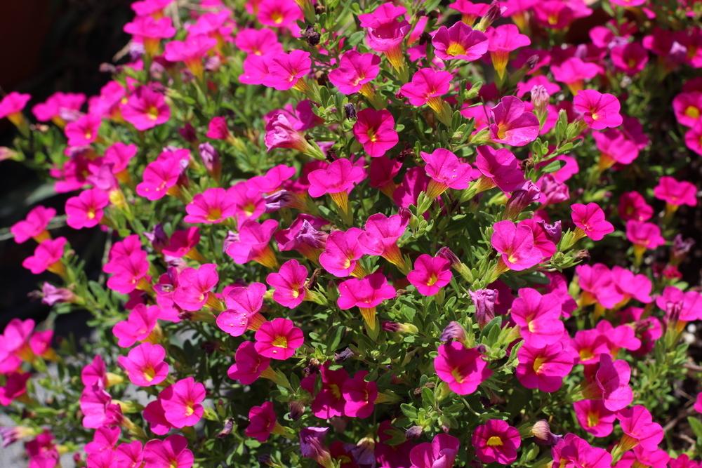 Photo of Million Bells (Calibrachoa Can-Can® Neon Pink) uploaded by dave