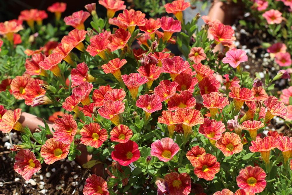 Photo of Million Bells (Calibrachoa Can-Can® Red Splash) uploaded by dave