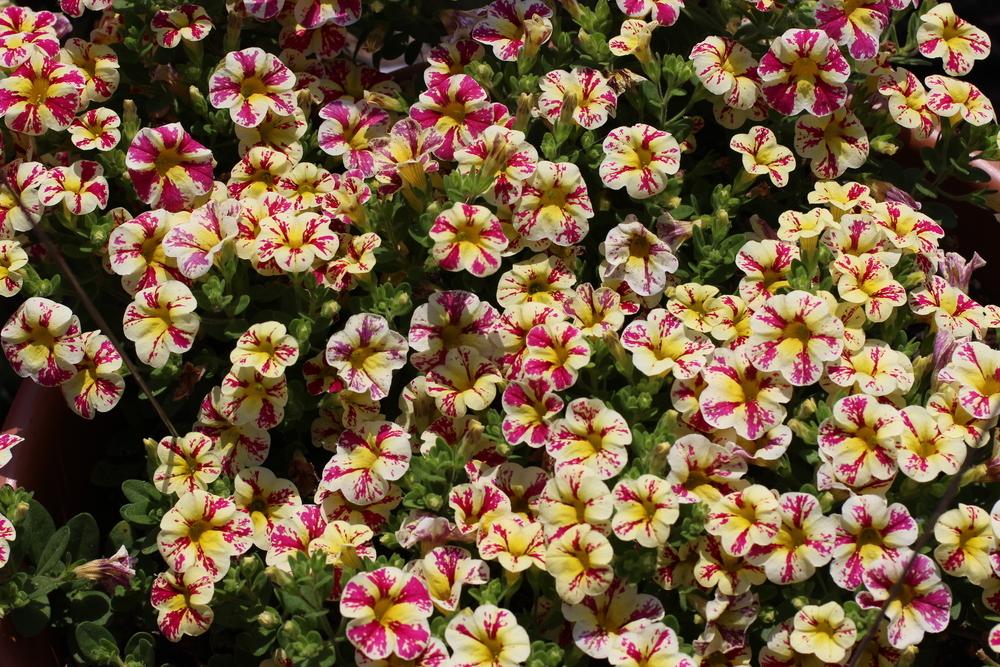 Photo of Million Bells (Calibrachoa Superbells® Holy Moly!™) uploaded by dave