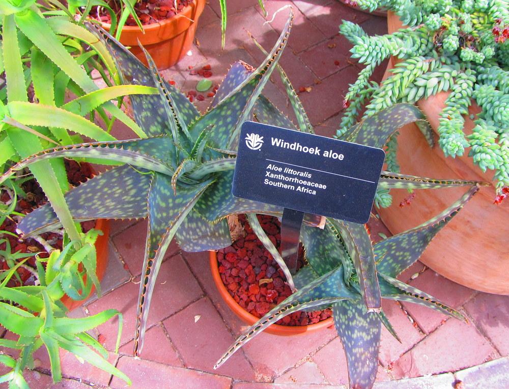 Photo of Aloes (Aloe) uploaded by jmorth