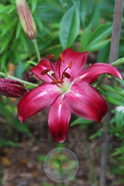 Photo of Lily (Lilium 'Rohan') uploaded by magnolialover