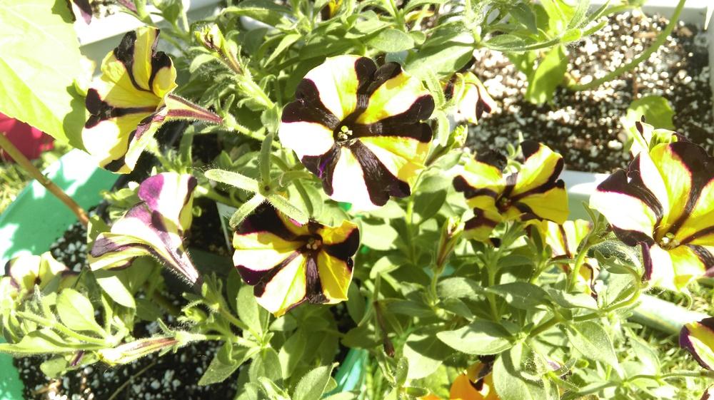 Photo of Grandiflora Semi-Trailing Petunia (Petunia Sunflower Ray™) uploaded by mystlw