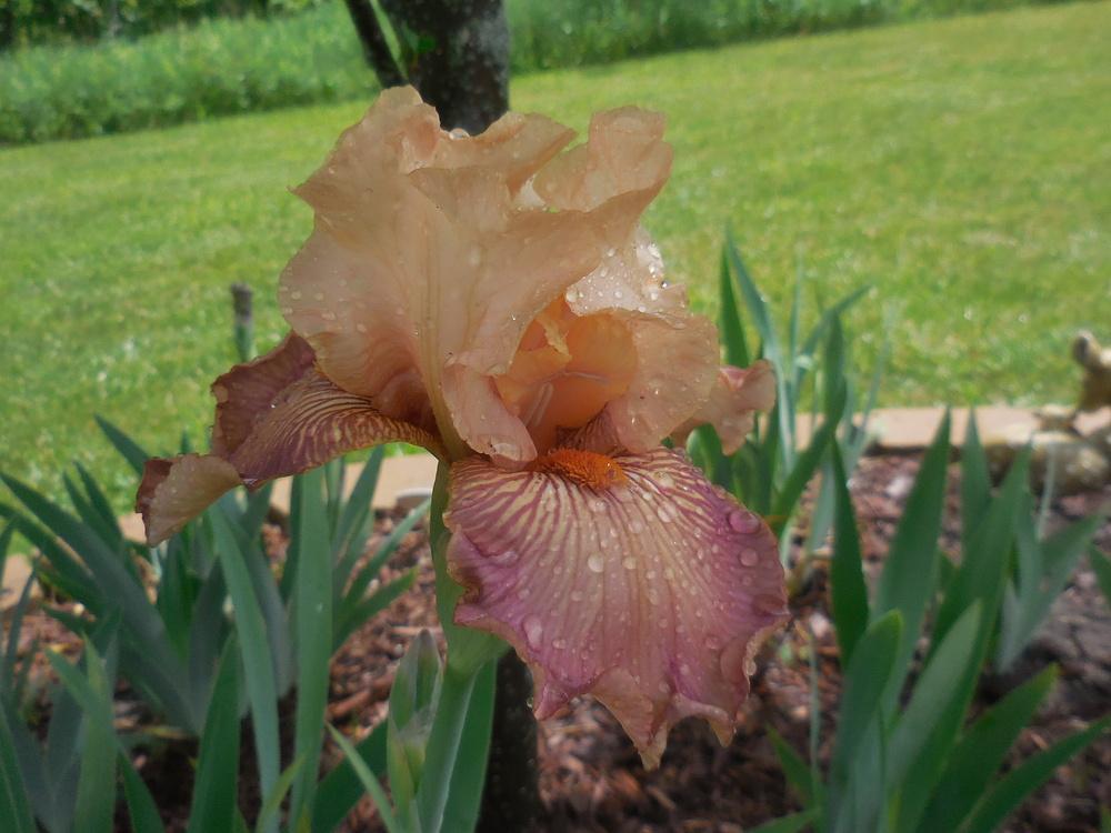 Photo of Tall Bearded Iris (Iris 'Autumn Sunrise') uploaded by petalsnsepals