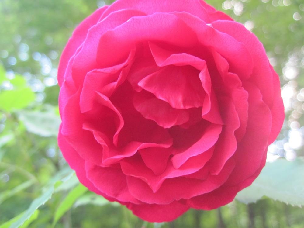Photo of Rose (Rosa 'Blaze') uploaded by robertduval14