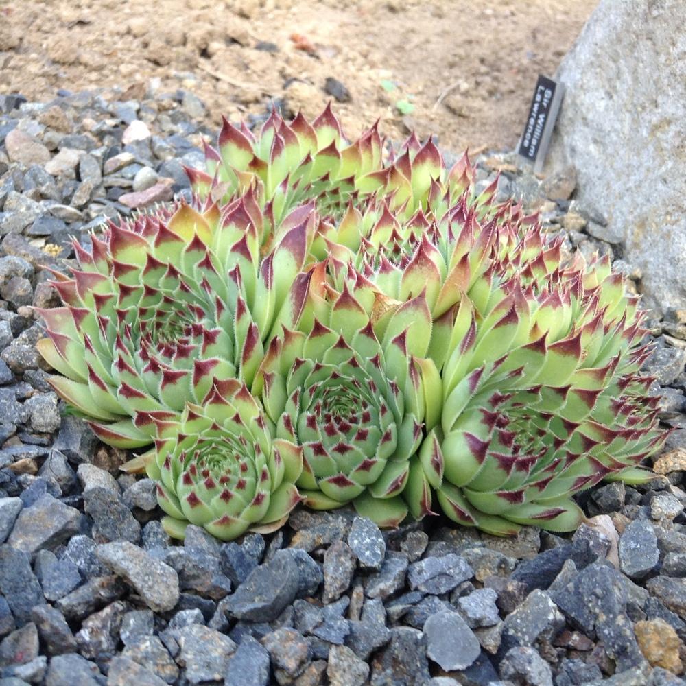 Photo of Hen and Chicks (Sempervivum calcareum 'Sir William Lawrence') uploaded by tcstoehr