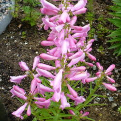 Location: Nora's Garden - Castlegar BC
Date: 2016-05-27
 11:45 am. An appropriate name for a sweetheart of a Penstemon.
