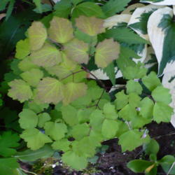 Location: Nora's Garden - Castlegar BC
Date: 2015-06-04
 8:02 pm. Called actaeifolium because the foliage resembles White