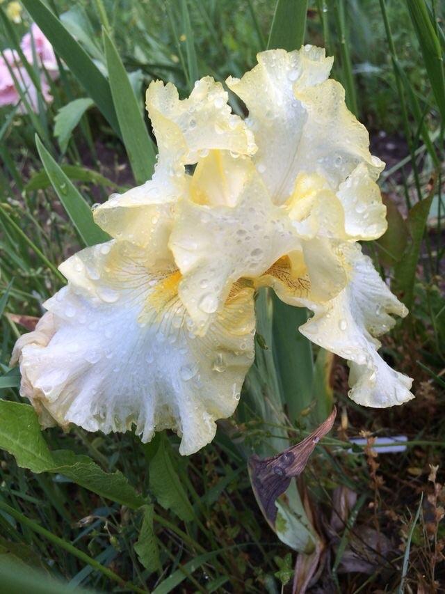 Photo of Tall Bearded Iris (Iris 'Canaries and Cream') uploaded by Lbsmitty
