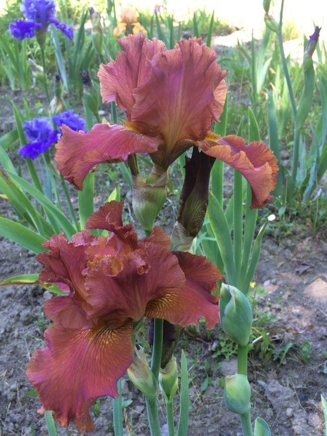 Photo of Tall Bearded Iris (Iris 'Cherokee Tears') uploaded by Lbsmitty