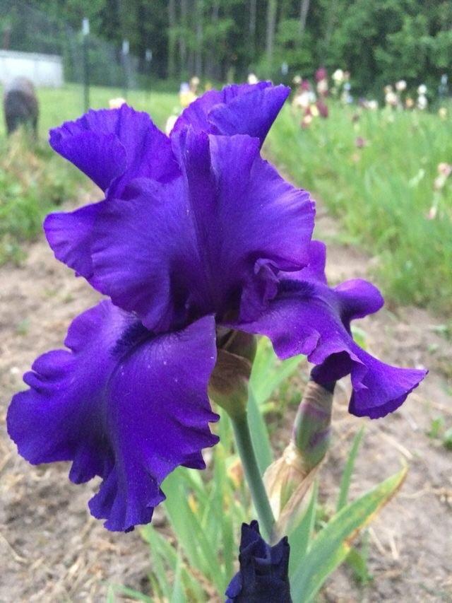 Photo of Tall Bearded Iris (Iris 'Doctor Dark') uploaded by Lbsmitty