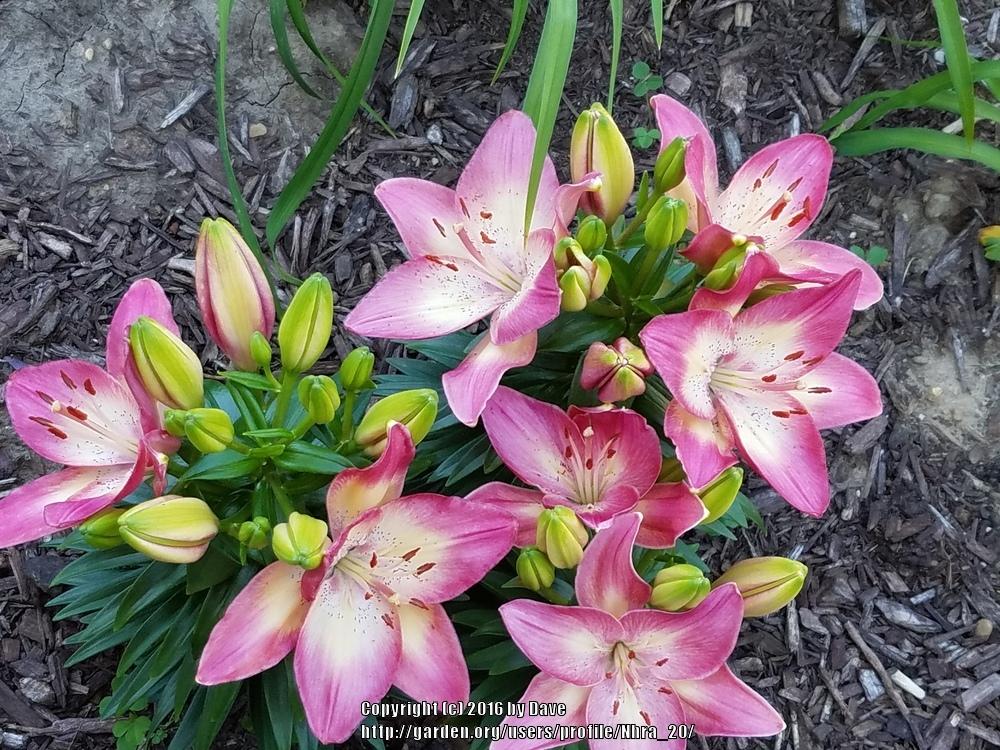 Photo of Lily (Lilium 'Tiny Dancer') uploaded by Nhra_20