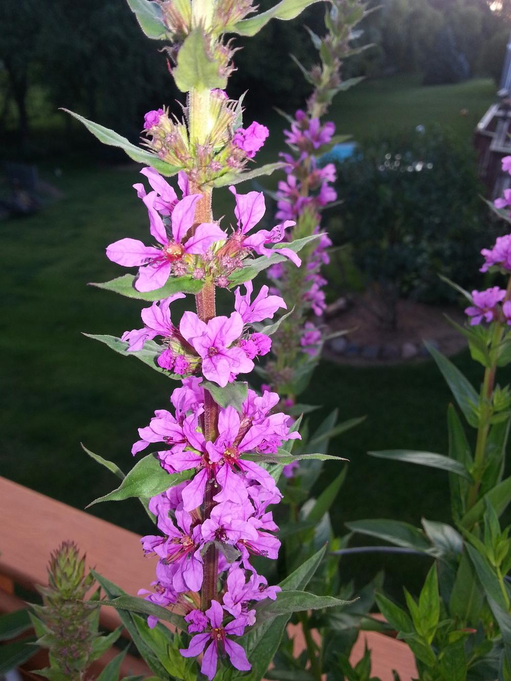 Photo of Purple Loosestrife (Lythrum salicaria) uploaded by Pegasys