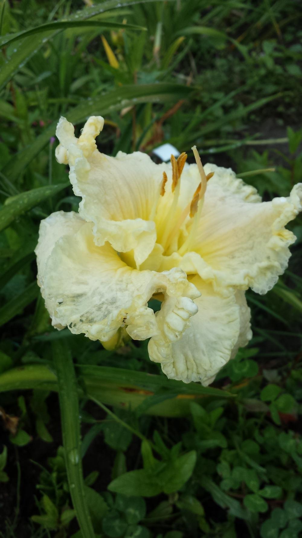 Photo of Daylily (Hemerocallis 'Great White Dove') uploaded by TomThumb