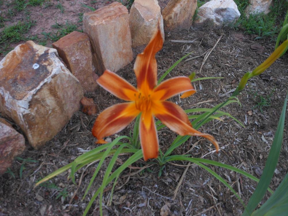 Photo of Daylily (Hemerocallis 'Kansan') uploaded by bagregreg