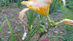 Thumb of 2016-06-24/ediblelandscapingsc/0cd24d