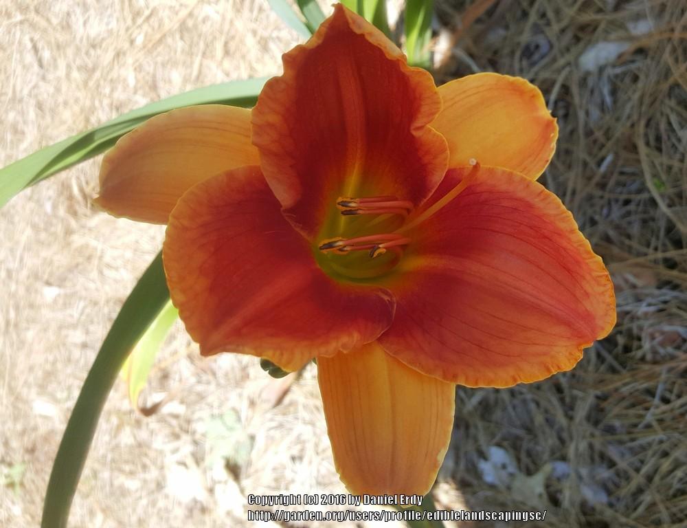 Photo of Daylily (Hemerocallis 'Avante Garde') uploaded by ediblelandscapingsc