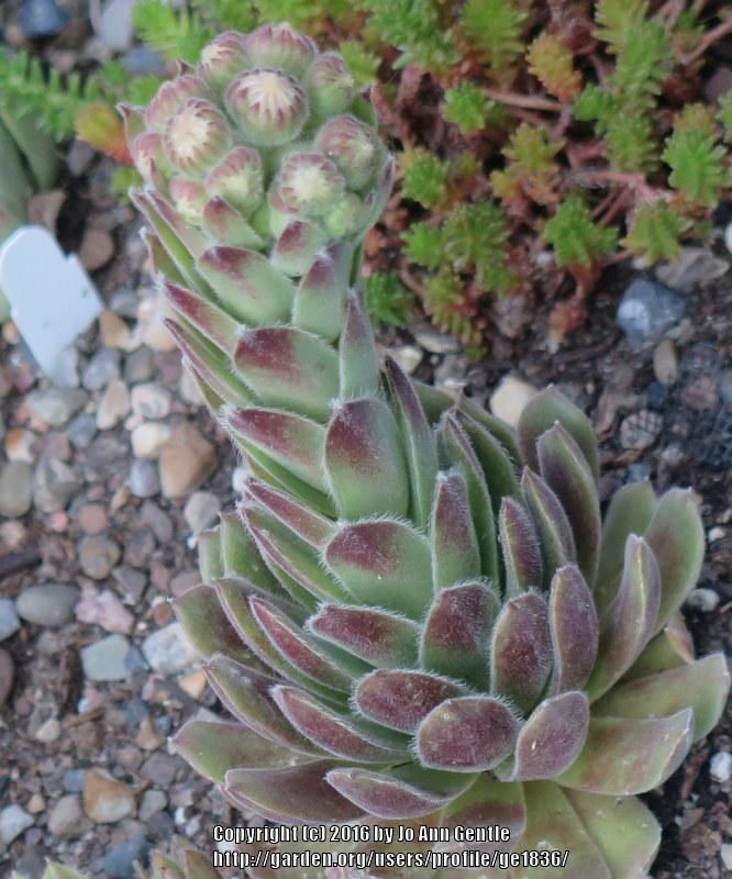 Photo of Hen and Chicks (Sempervivum 'Raspberry Ice') uploaded by ge1836