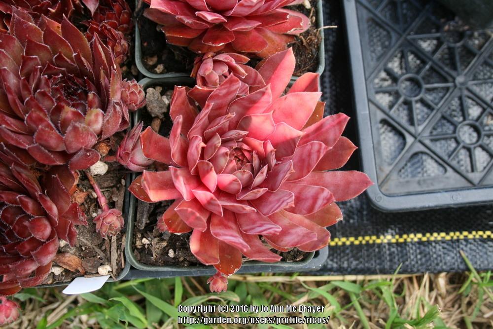 Photo of Hen and Chicks (Sempervivum 'Streaker') uploaded by ricos