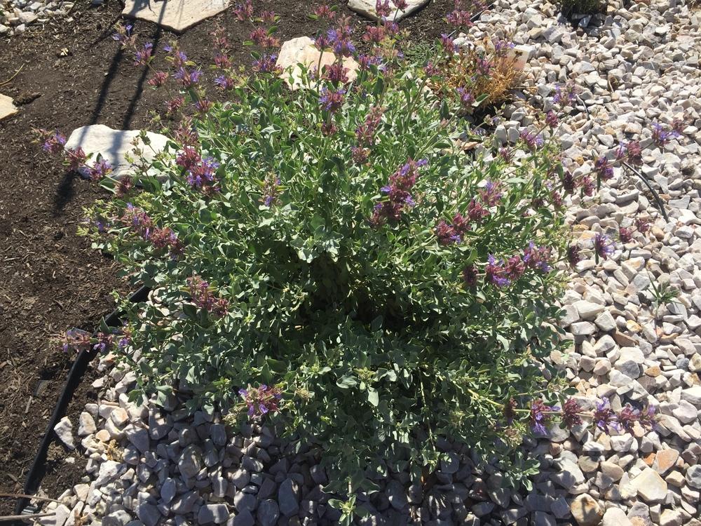 Photo of Giant Purple Sage (Salvia pachyphylla 'Blue Flame') uploaded by utahxericman