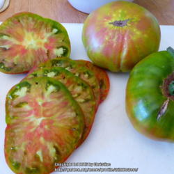 Location: Northeastern, Texas
Date: 2016-06-24
This heirloom variety is producing many large fruits, a pound or 