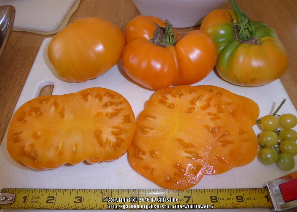 Photo of Tomato (Solanum lycopersicum 'Kellogg's Breakfast') uploaded by wildflowers