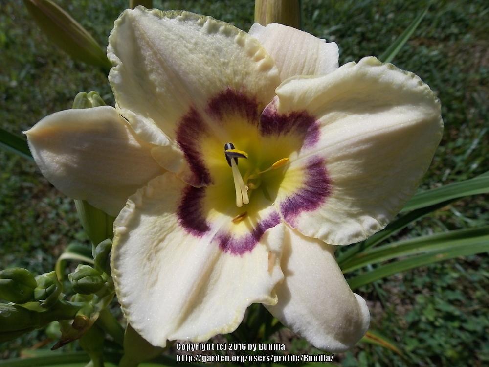 Photo of Daylily (Hemerocallis 'Violet Eye Shadow') uploaded by Bunilla
