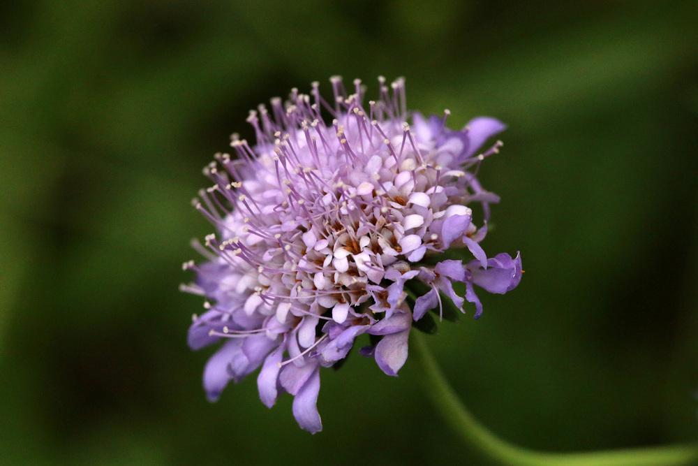 Photo of Pincushion Flower (Scabiosa) uploaded by GrammaChar