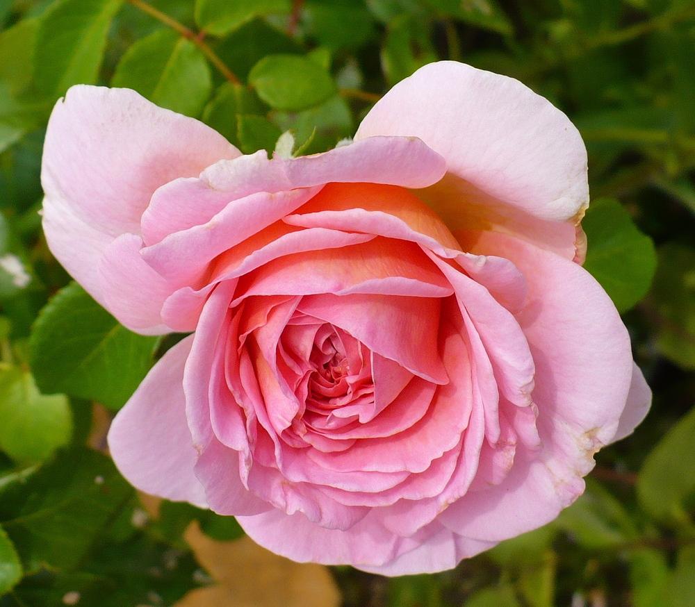 Photo of Rose (Rosa 'Abraham Darby') uploaded by HemNorth