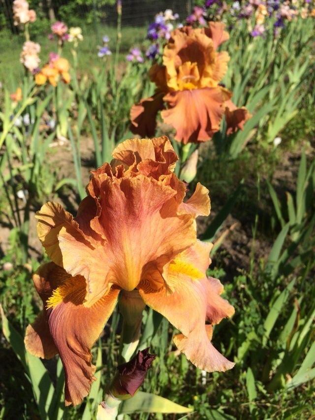 Photo of Tall Bearded Iris (Iris 'Gothic Cathedral') uploaded by Lbsmitty