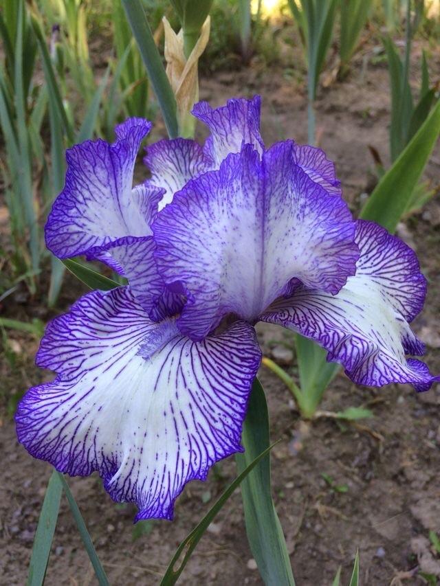 Photo of Tall Bearded Iris (Iris 'Autumn Circus') uploaded by Lbsmitty