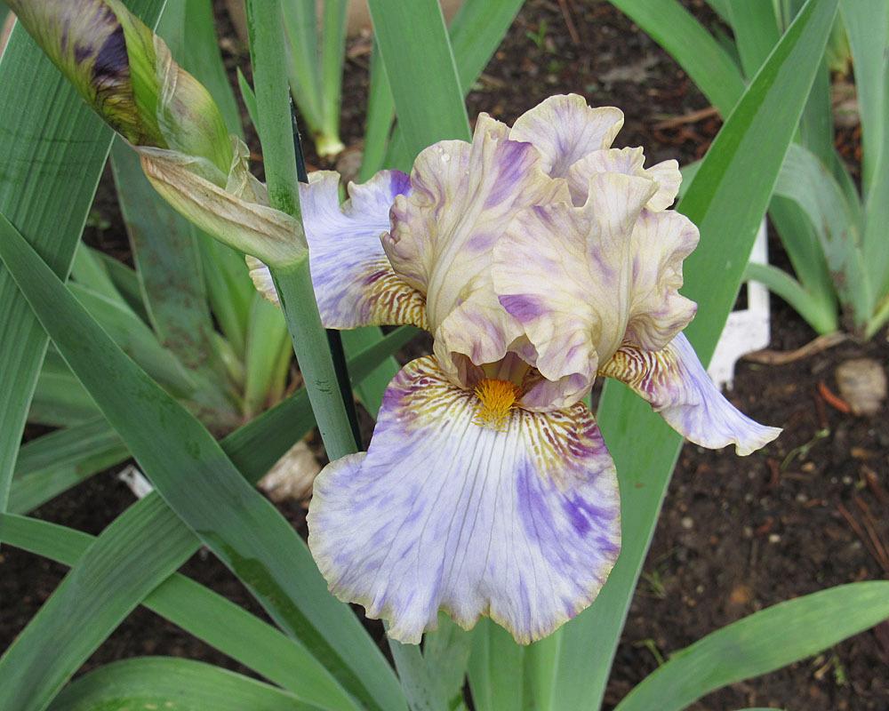 Photo of Tall Bearded Iris (Iris 'Holy Kosmoly') uploaded by Lestv