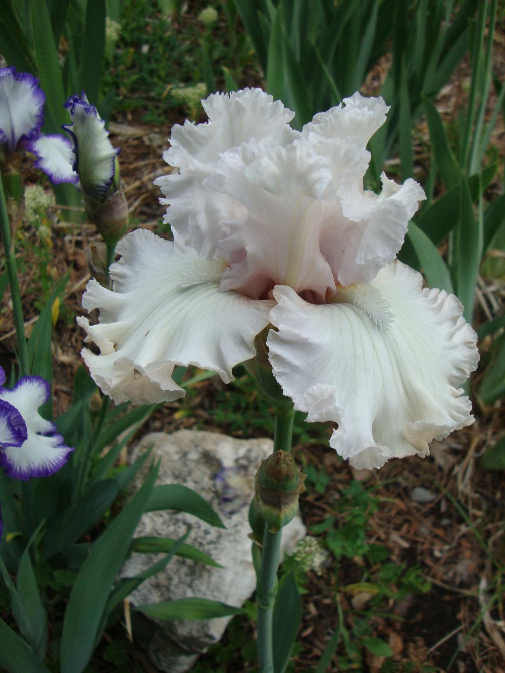 Photo of Tall Bearded Iris (Iris 'Venetian Glass') uploaded by Paul2032
