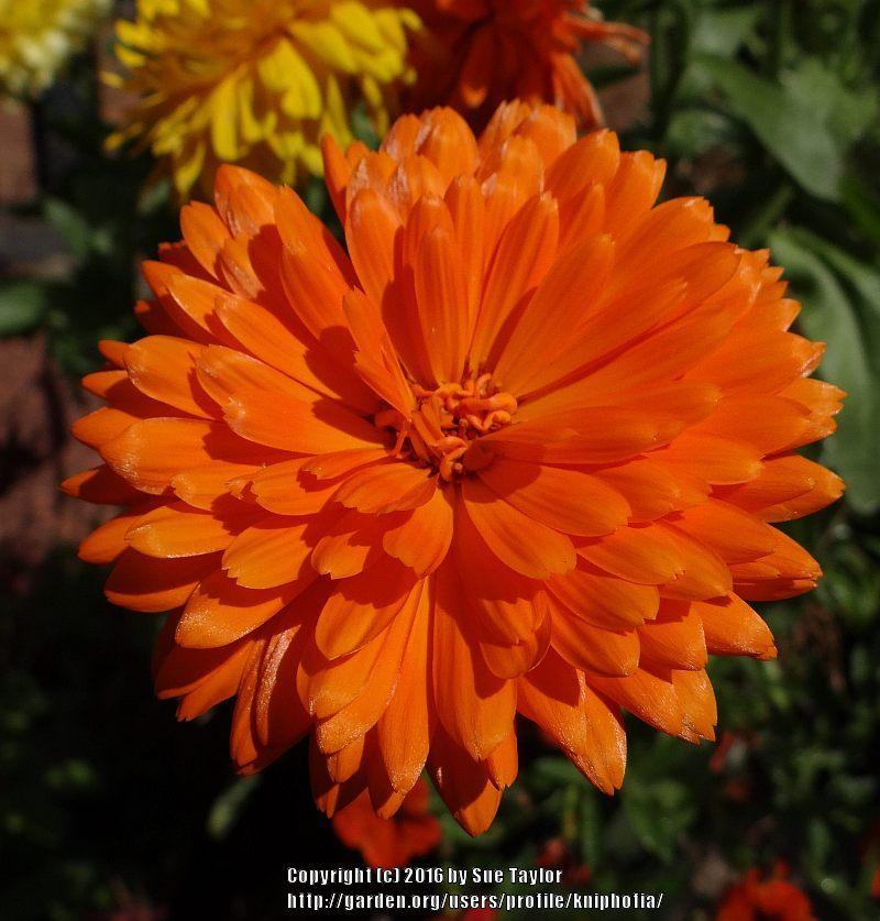Photo of Pot Marigold (Calendula officinalis 'Art Shades Mixed') uploaded by kniphofia