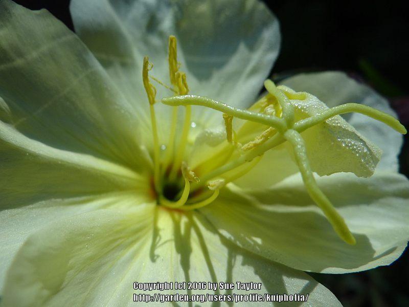 Photo of Evening Primrose (Oenothera 'Lemon Sunset') uploaded by kniphofia