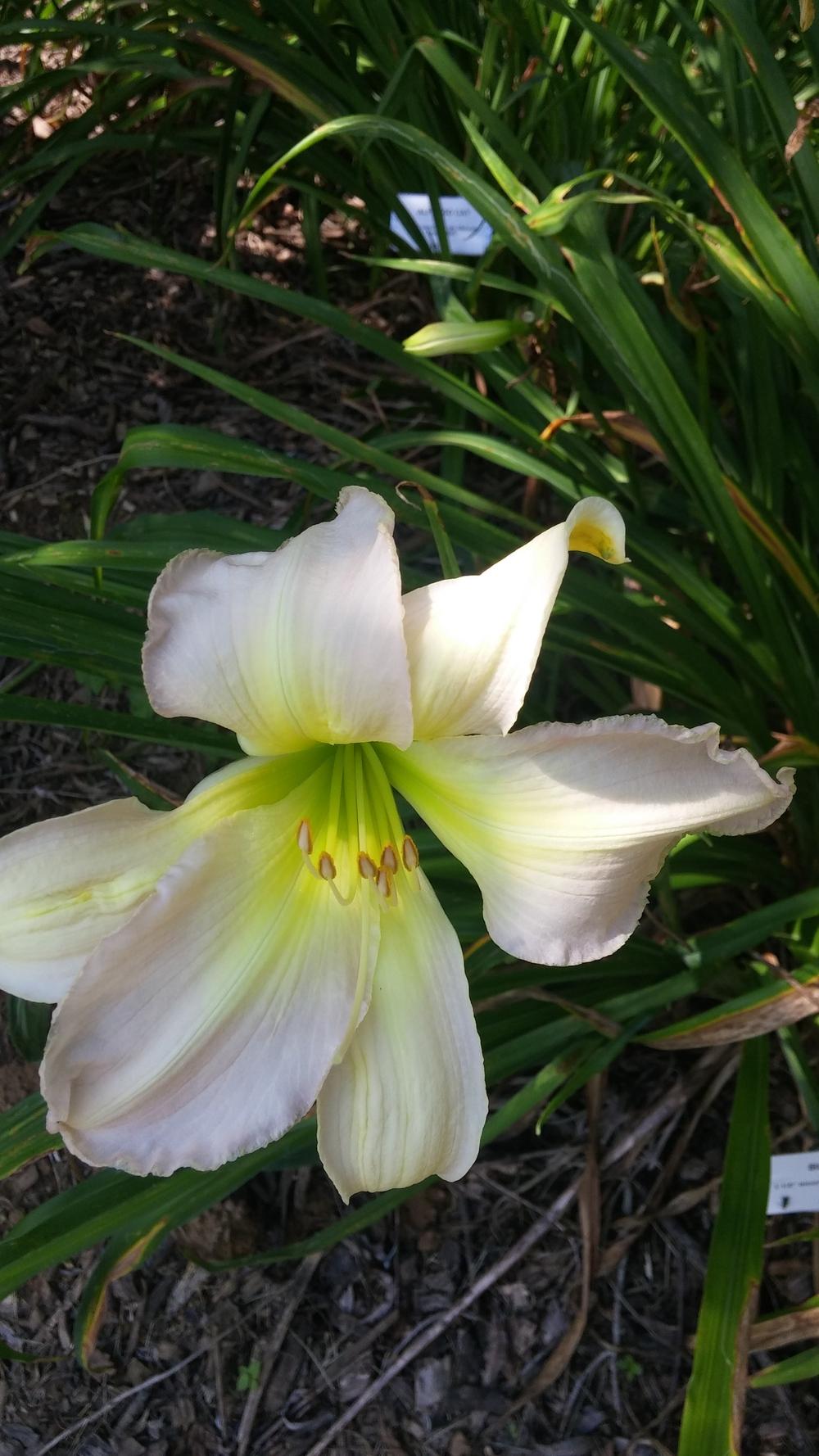 Photo of Daylily (Hemerocallis 'Blue Diana') uploaded by plantcollector