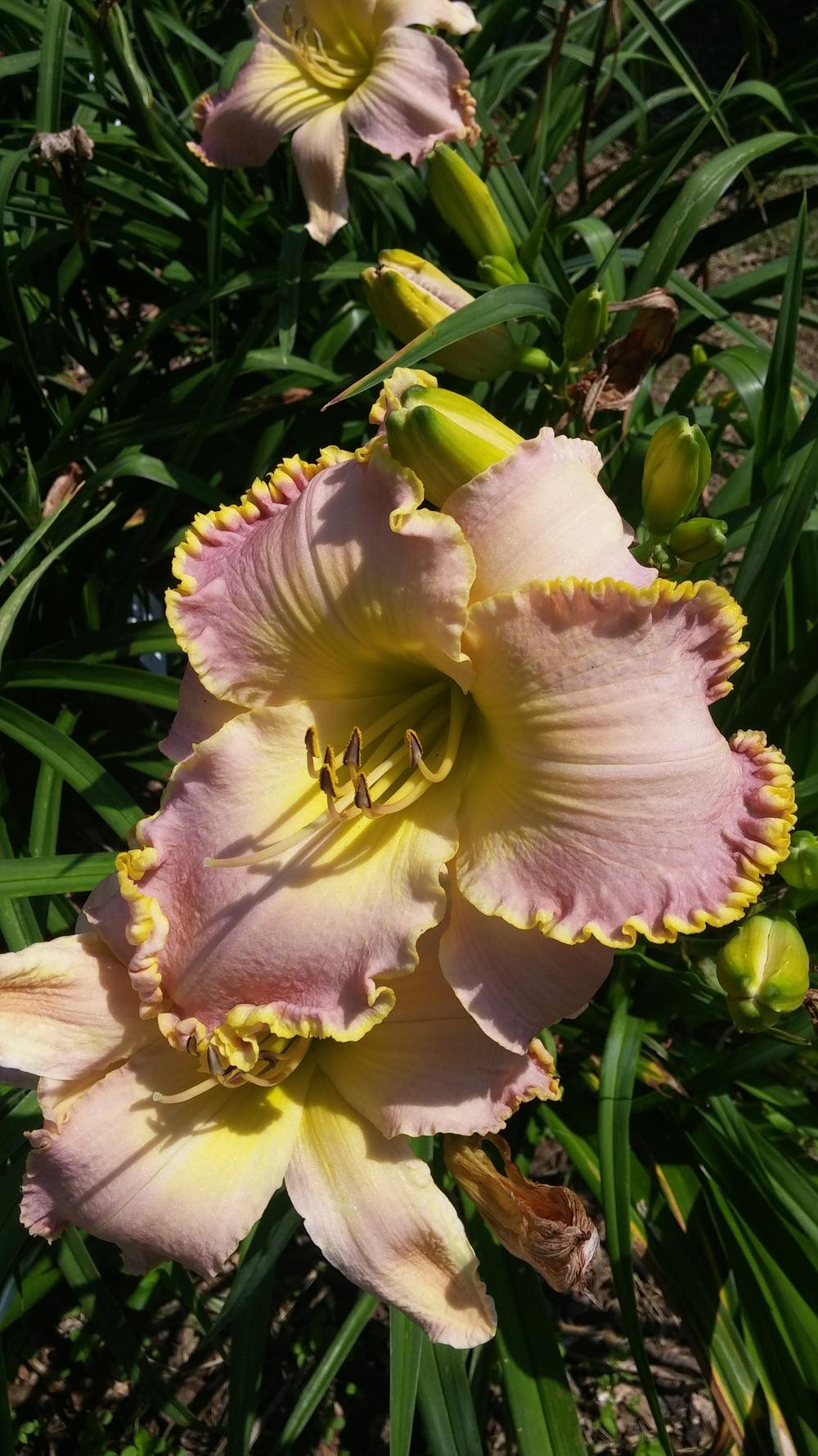 Photo of Daylily (Hemerocallis 'Compliment Magnet') uploaded by plantcollector