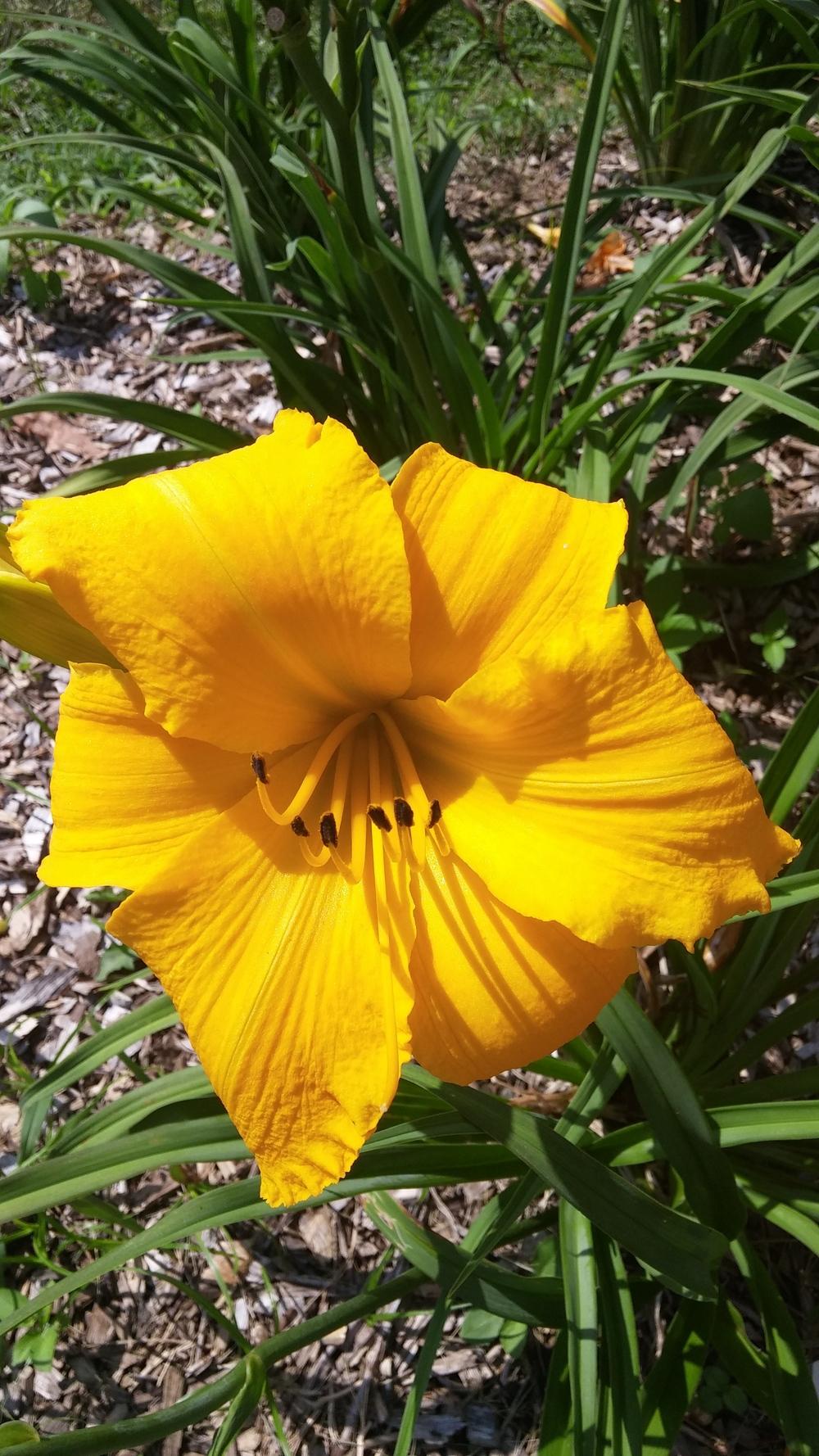 Photo of Daylily (Hemerocallis 'Mary's Gold') uploaded by plantcollector
