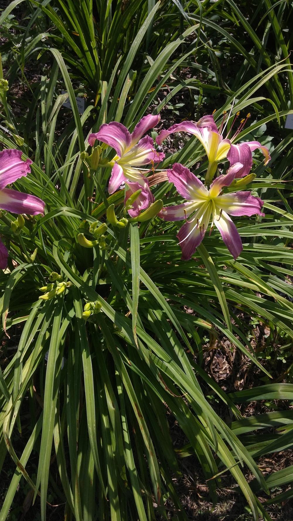 Photo of Daylily (Hemerocallis 'Carolispider') uploaded by plantcollector