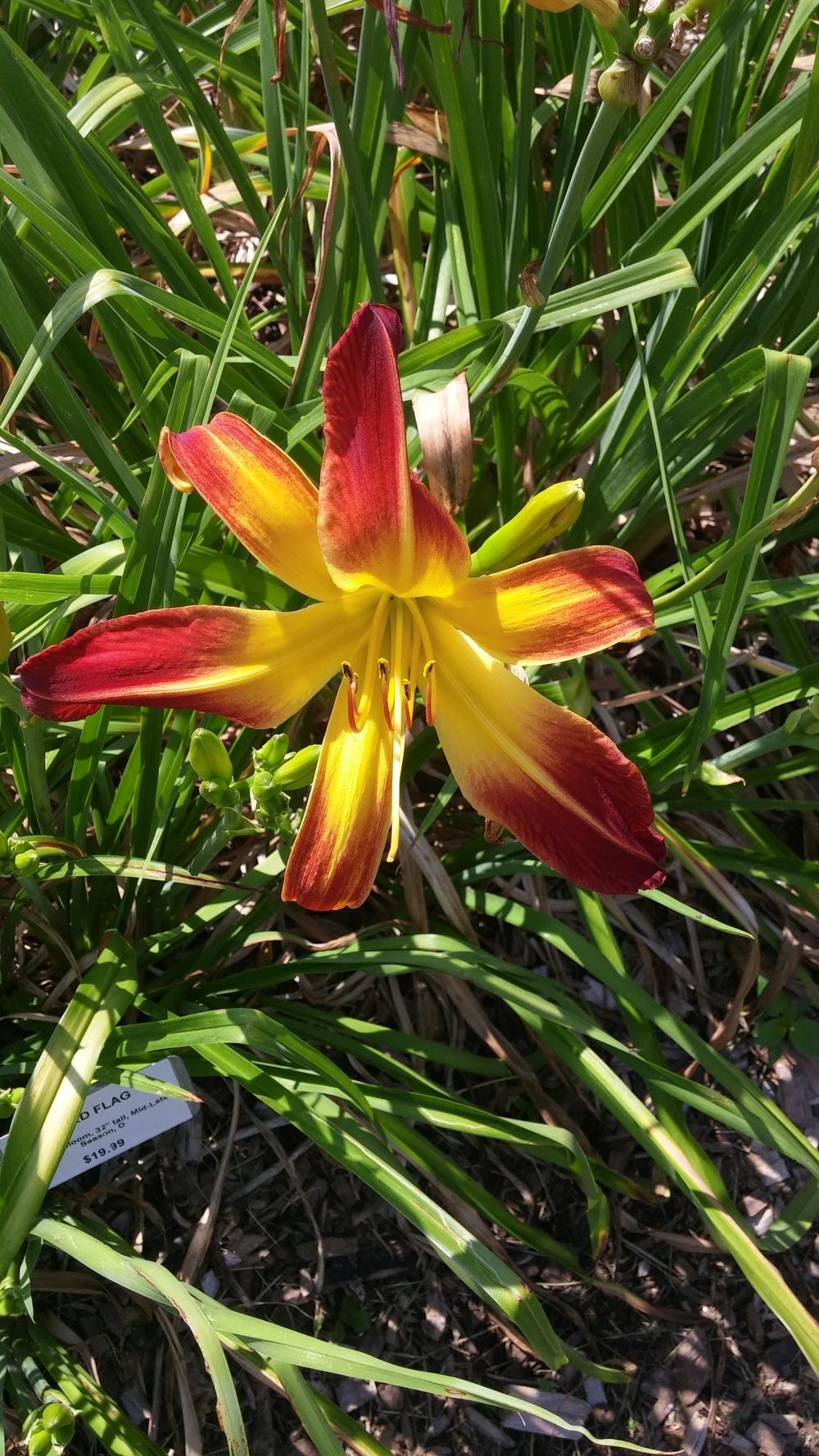 Photo of Daylily (Hemerocallis 'Red Flag') uploaded by plantcollector