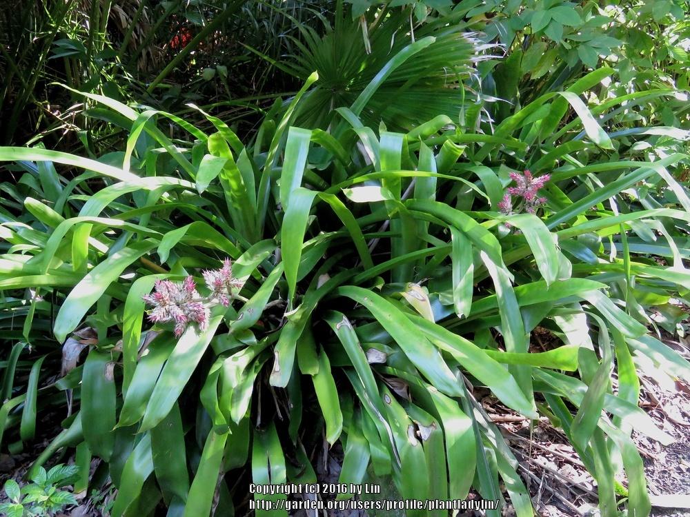 Photo of Bromeliad (Hohenbergia) uploaded by plantladylin
