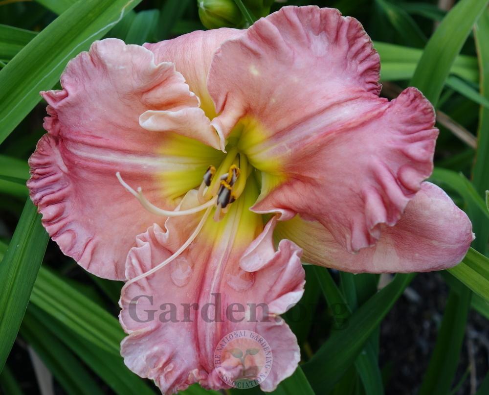Photo of Daylily (Hemerocallis 'If You Loved Me') uploaded by springcolor